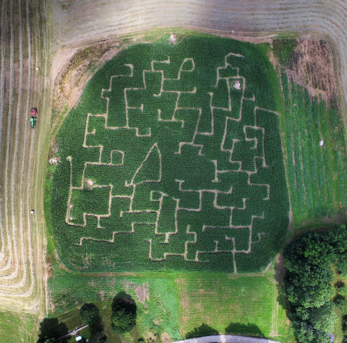 Aerial view of a corn maze with intricate pathways carved into a green field.