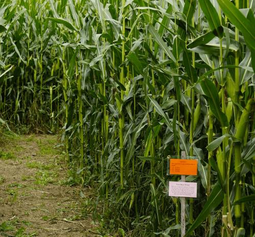 A pathway through tall corn plants, with an informational sign on the right.