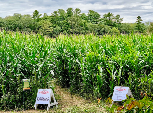 A cornfield with tall green stalks, featuring an entrance sign for Pineland Farms. Trees in the background under a cloudy sky.