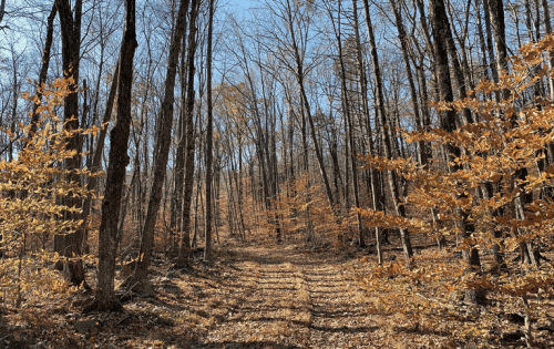 A serene forest path lined with bare trees and autumn leaves, under a clear blue sky.