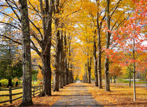 A scenic pathway lined with tall trees displaying vibrant yellow and orange autumn leaves.