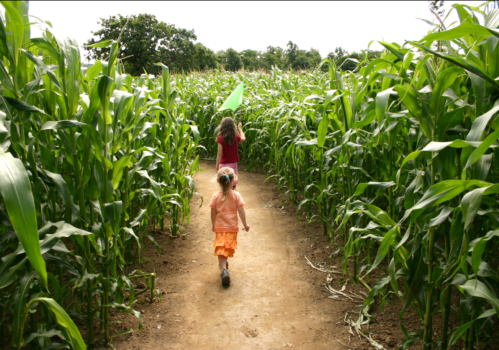 Two children walk down a dirt path through tall corn plants on a sunny day.