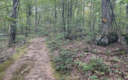 A winding dirt path through a lush green forest, with trees and rocks lining the trail.
