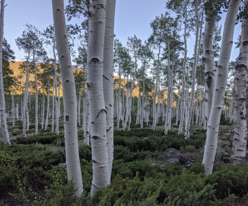 A serene forest of tall white aspen trees surrounded by green shrubs and soft sunlight filtering through the leaves.