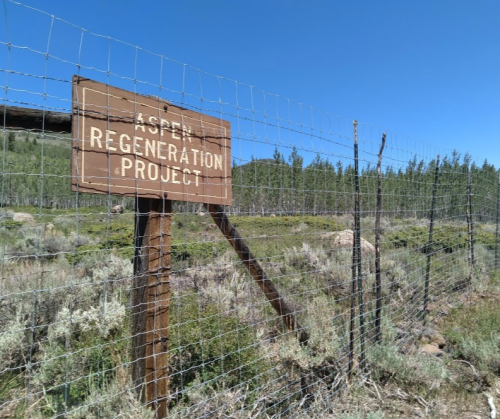 Sign for the "Aspen Regeneration Project" next to a wire fence, with a clear blue sky and trees in the background.