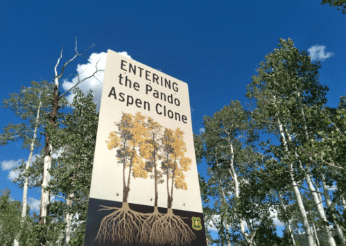 Sign reading "ENTERING the Pando Aspen Clone" with trees and blue sky in the background.