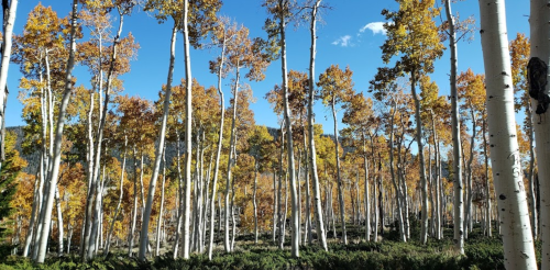 A vibrant forest of tall aspen trees with golden autumn leaves against a clear blue sky.