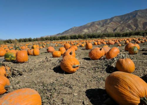 A pumpkin patch filled with bright orange pumpkins under a clear blue sky and mountains in the background.