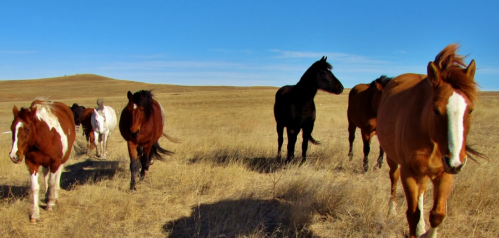 A group of horses, including brown, black, and white, walking through a grassy field under a clear blue sky.