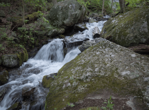 A serene stream flows over rocks in a lush, green forest, surrounded by trees and moss.