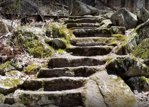 Stone steps covered in moss, surrounded by rocks and forest debris, leading up a natural path.