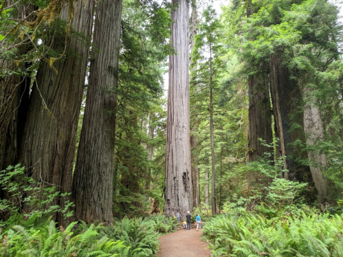 Two people walk along a path surrounded by towering redwood trees in a lush forest. Ferns line the ground.