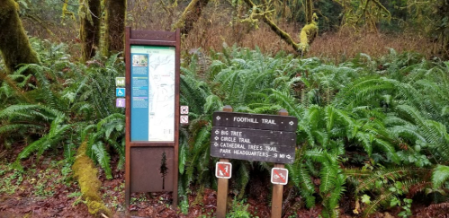 Trail sign in a lush forest, with directions for Foothill Trail and nearby attractions, surrounded by ferns.