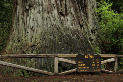 A massive tree with a sign detailing its height, diameter, circumference, and estimated age of 1,500 years.