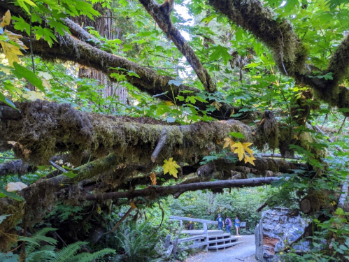 A lush forest scene with moss-covered branches and vibrant green leaves, framing a path and distant visitors.