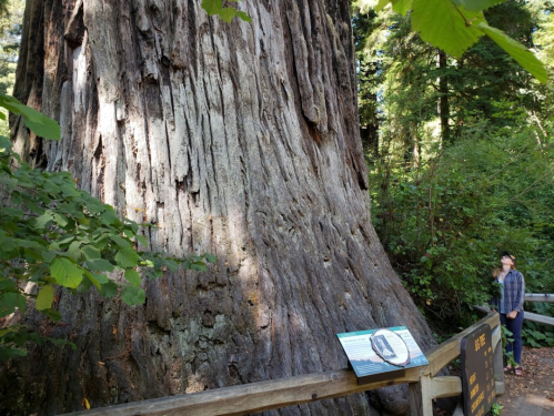 A person stands beside a massive redwood tree, with informational signage in front, surrounded by lush greenery.