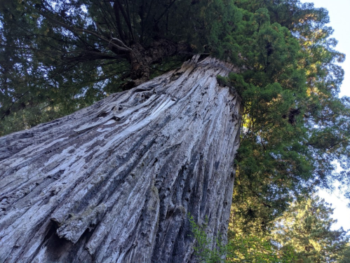 A towering redwood tree with a textured bark, viewed from the base looking up towards the canopy.