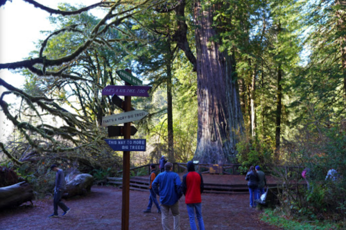 Visitors explore a forest with towering trees, guided by signs pointing to various trails and attractions.