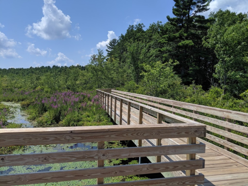 A wooden boardwalk stretches through a lush green wetland, surrounded by trees and blooming purple flowers under a blue sky.