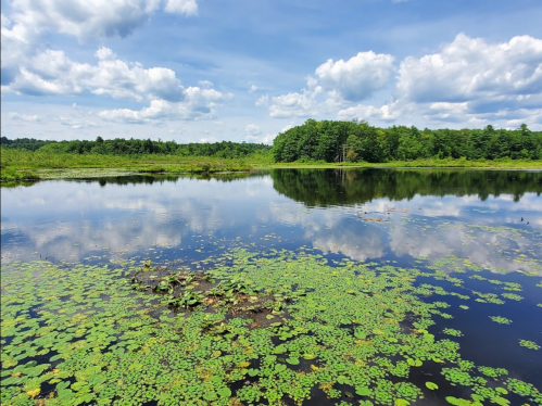 A serene lake surrounded by lush greenery and clouds reflecting on the water's surface, with lily pads in the foreground.