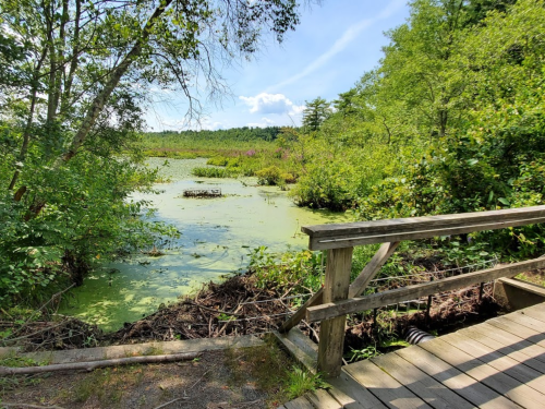 A wooden walkway leads to a serene wetland with lush greenery and lily pads under a clear blue sky.