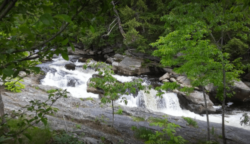 A serene river flows over rocks, surrounded by lush green trees and foliage.