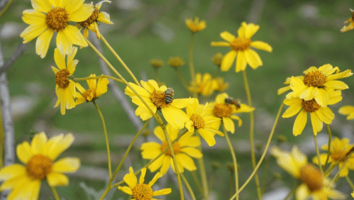 A close-up of yellow flowers with a bee collecting nectar on one of the blossoms. Green background.