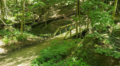 A wooden bridge spans a small creek in a lush, green forest with sunlight filtering through the trees.