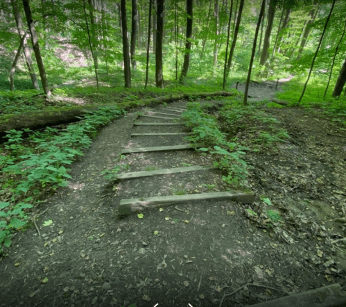 A winding dirt path with wooden steps, surrounded by lush green trees and foliage in a forested area.