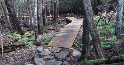 A wooden boardwalk winds through a dense forest, surrounded by ferns and trees.