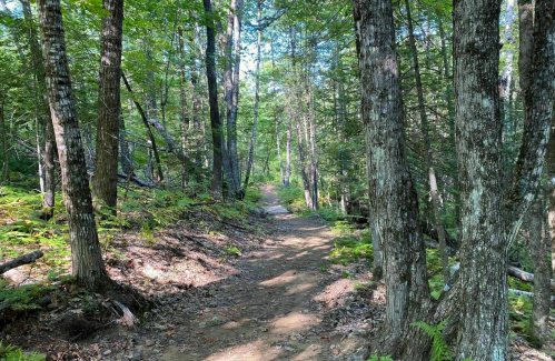 A serene forest path winding through tall trees and lush greenery, inviting exploration and tranquility.
