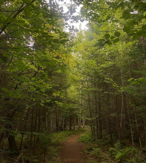 A winding dirt path through a lush green forest, surrounded by tall trees and dense foliage.