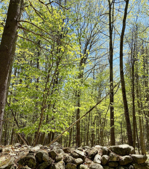 A serene forest scene with tall trees and fresh green leaves, featuring a stone wall in the foreground under a clear blue sky.