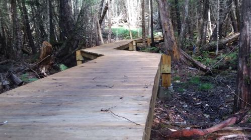A winding wooden boardwalk through a dense forest, surrounded by trees and greenery.