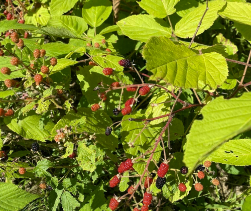 A close-up of a berry bush with red and black berries among vibrant green leaves.