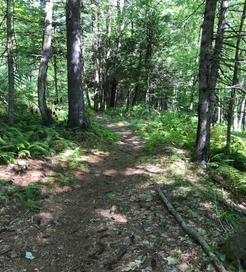 A sunlit forest path winding through trees and ferns, surrounded by lush greenery.
