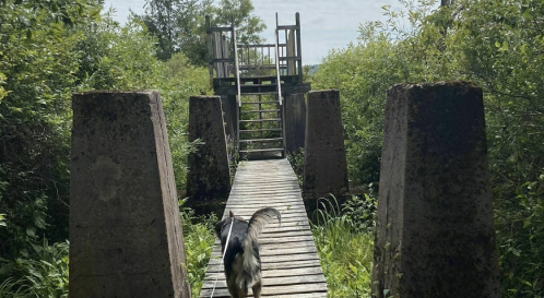 A dog walks along a wooden path leading to a lookout tower, surrounded by lush greenery.