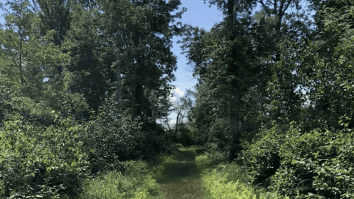 A lush, green forest path surrounded by tall trees and dense foliage under a clear blue sky.