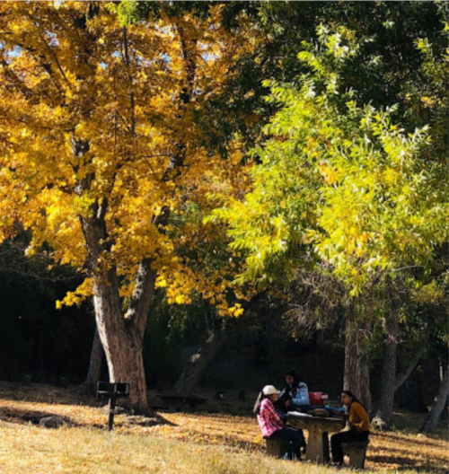 Two people sit at a picnic table under vibrant autumn trees with yellow and green leaves in a sunny park.