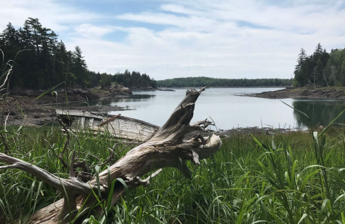 A serene landscape featuring a calm water body, lush greenery, and a weathered log in the foreground.