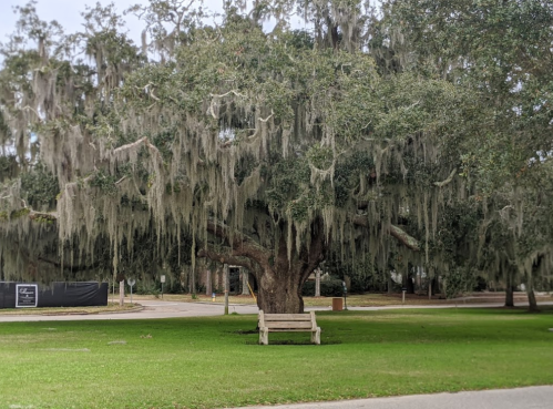 A large, moss-covered tree stands over a wooden bench in a grassy area, with a pathway in the background.