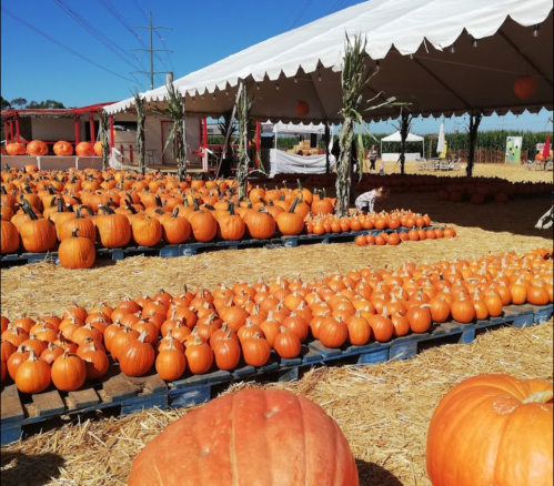 A pumpkin patch with rows of orange pumpkins under a large tent, surrounded by straw and blue skies.