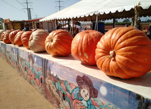 A row of large pumpkins displayed on a table at a pumpkin patch, with a colorful mural in the background.