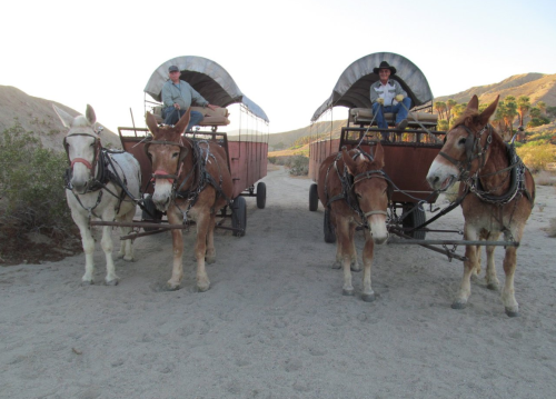 Two mule-drawn wagons on a sandy path, with two drivers seated on the wagons, surrounded by desert scenery.