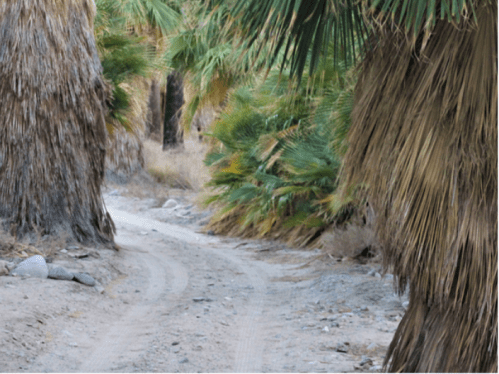 A sandy path winds through a grove of tall palm trees, surrounded by dry vegetation.