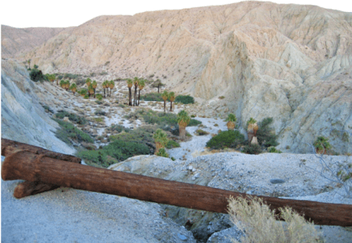 A desert landscape with rugged hills, scattered palm trees, and a fallen log in the foreground.
