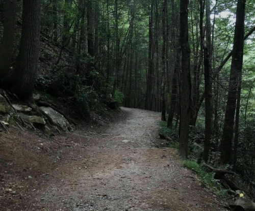 A winding dirt path through a dense, green forest with tall trees on either side.