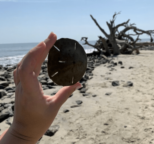 A hand holds a sand dollar against a beach backdrop with driftwood and ocean waves in the distance.