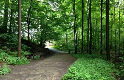 A serene forest path surrounded by lush green trees and foliage, inviting exploration.