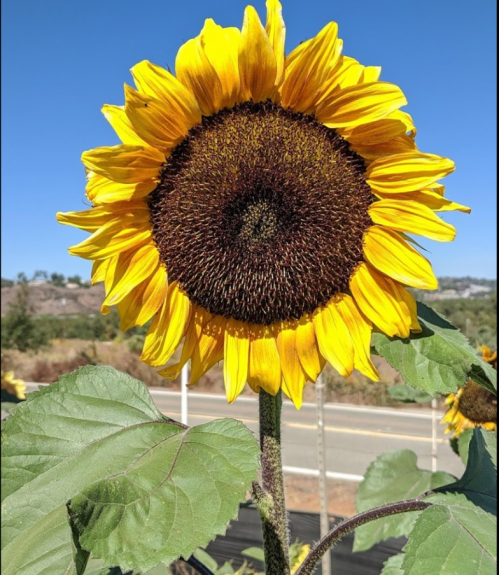 A vibrant sunflower with bright yellow petals and a dark center, set against a clear blue sky.